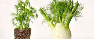 Fennel and dill