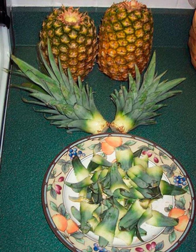 Как вырастить ананас в домашних условиях: подготовка к посадке