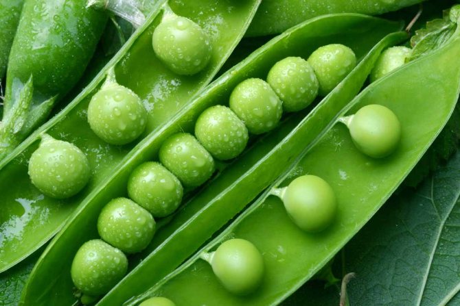 When can a child be given green peas?
