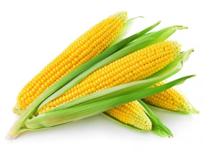 Кукуруза при грудном вскармливании
