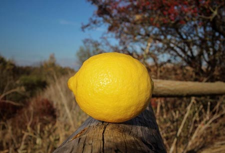 Самые кислые цитрусовые - лимоны
